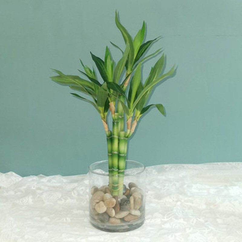 Aquarium Fish Fishing - Nowa 40cm sztuczna roślina Lucky Bamboo,