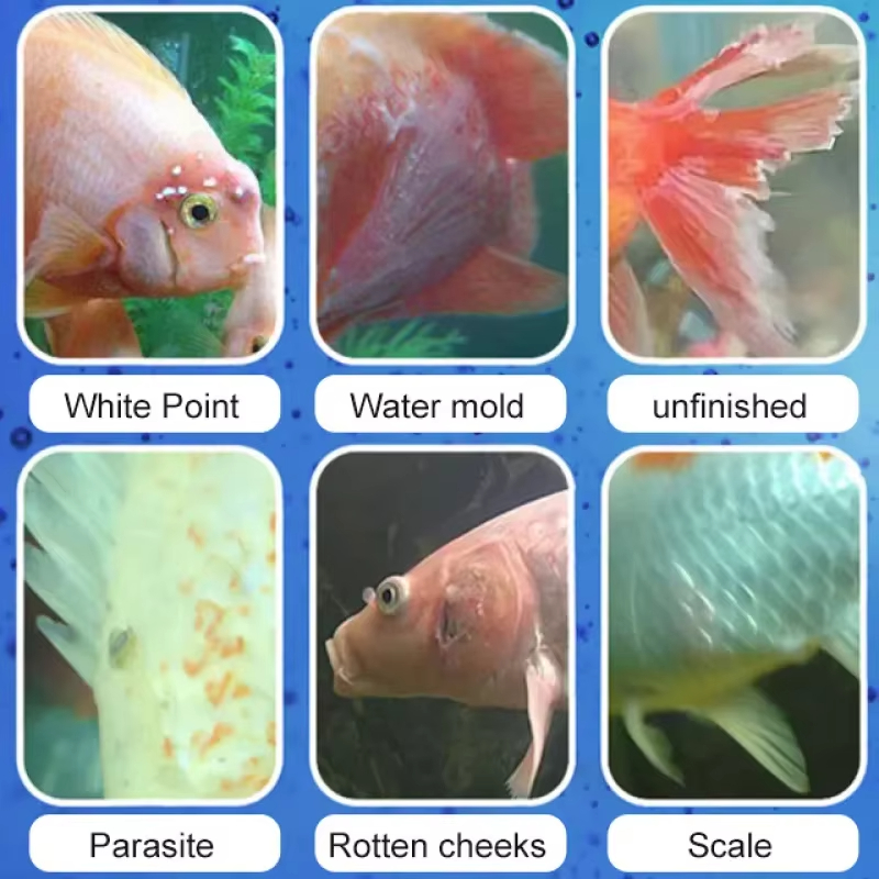 Leczenie chorób ryb SIKEZHAN i – Aquarium Fish Diseases recenzja i cena