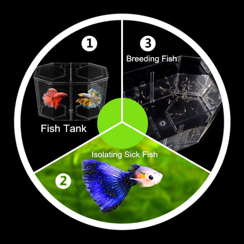 Akrylowe dwupoziomowe akwarium – Aquarium Goldfish recenzja i cena